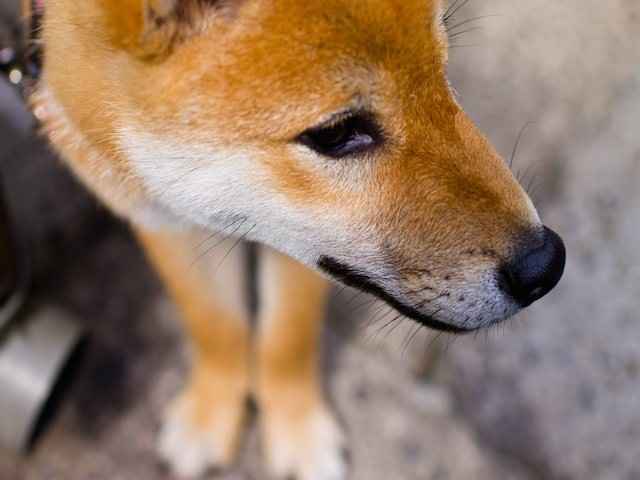 犬の「チェリーアイ」ってどんな病気？