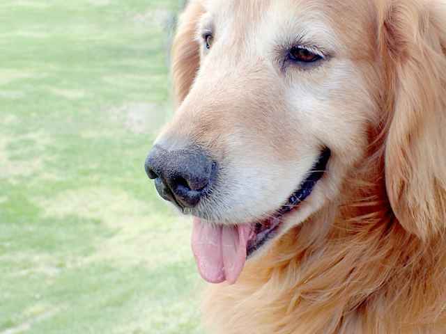 がん探知犬の可能性について。