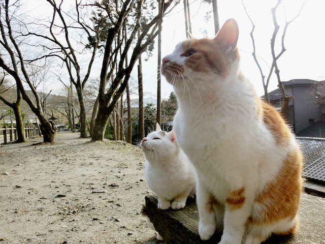 猫の年齢を人に置き換えてみると……。