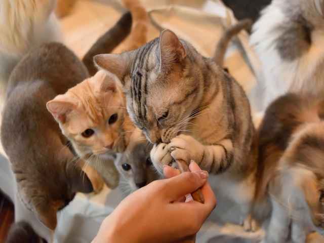 オススメ？猫の多頭飼育！