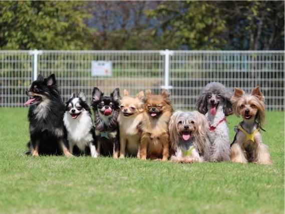 ペットを飼いたいと考えているあなたへ。ペットショップに行く前に保護犬猫を検討しませんか？