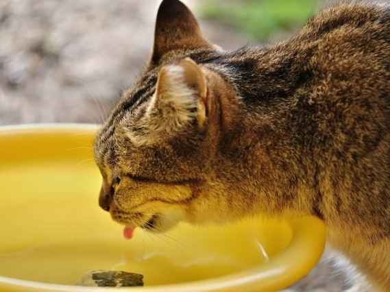 【ねこのはてな】１日にどれくらい水を飲ませたらいいの？