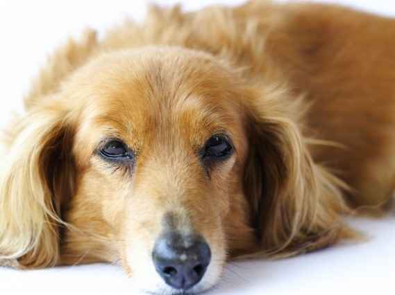 ごはんを食べない老犬★手作りごはんとおすすめ食材