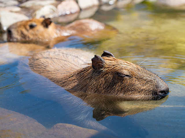 今年はネズミ年☆ペットにおすすめのげっ歯類は？