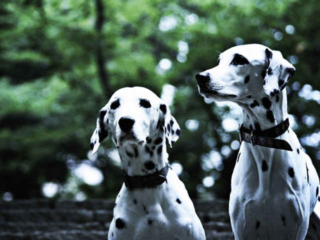 愛犬のスキンケア、正しいケアを