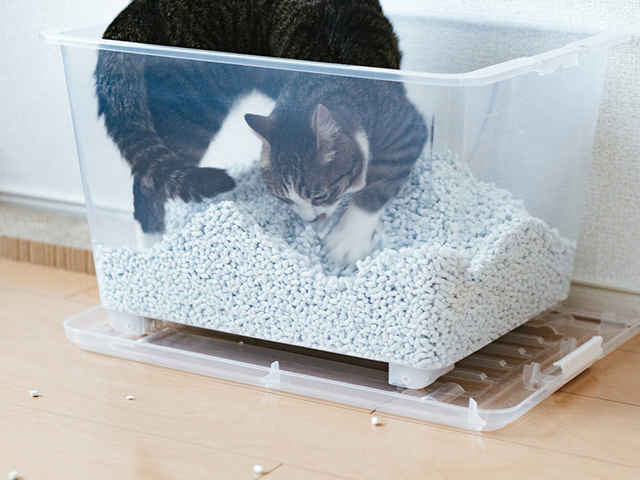 冬は愛猫の「尿石症」に要注意