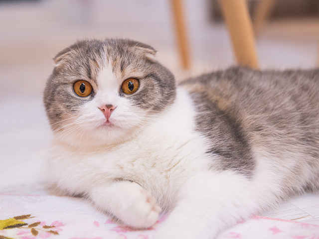 猫の舌に異変があるときの見分け方をご存知ですか？