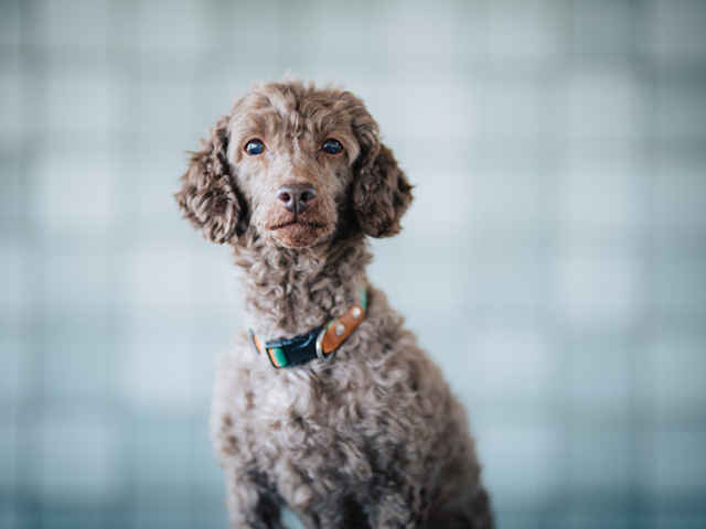 愛犬もストレスで体調不良を起こす