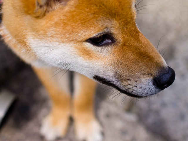 犬のひげの役割とは？！