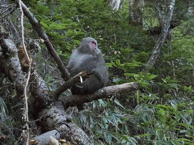 天然痘ワクチン　サル痘にも効果的