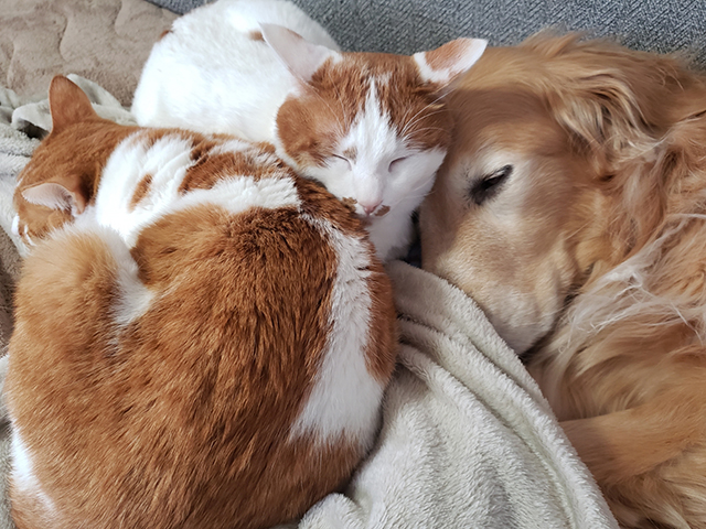 犬猫と暮らす上でのしつけと住まいの工夫♪