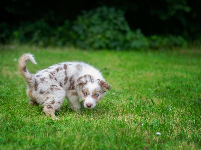 今すぐ受診すべき犬の「キケンなウンチ＆オシッコ」