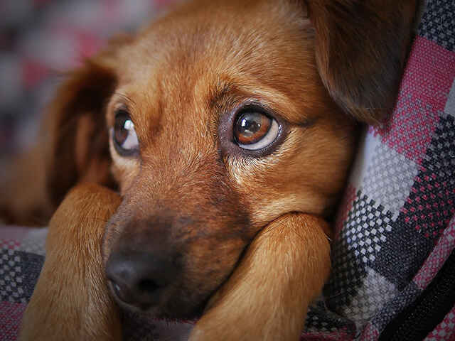 犬に嫌われる・なつかれない原因は？