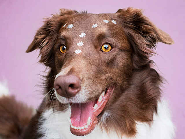 飼い主さんを見て思わずニッコリ！　笑顔を振りまく犬の心理