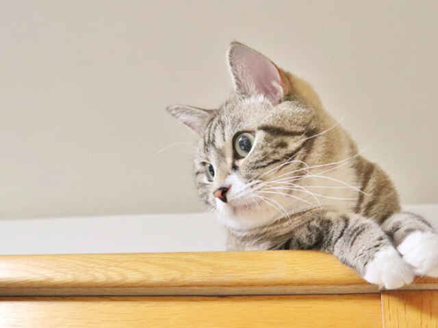 愛猫の「長生き」のために飼い主ができることとは？