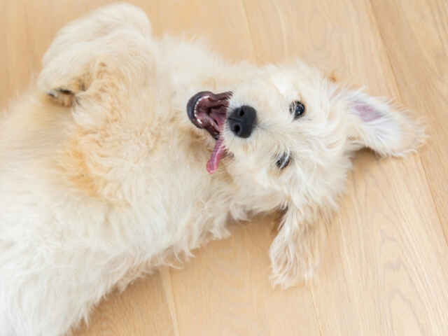 犬の「寿命」40年で倍に？！ その理由とは