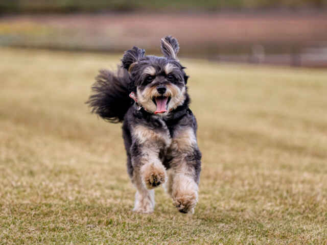 「乾燥」は犬の大敵！