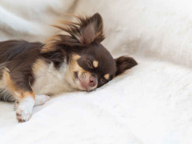 睡眠の質の低下で「病気リスク」が増大！犬の睡眠の質を上げ方とは？