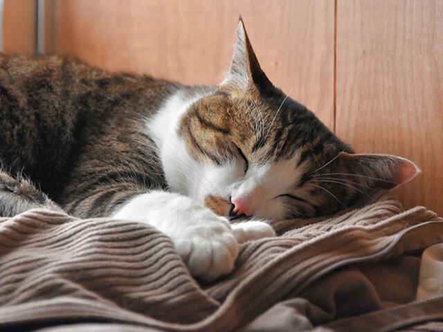 自宅でできる「猫の口臭」の改善・予防対策とは？