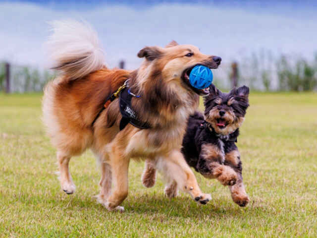 犬はどうして動くものを追うの？