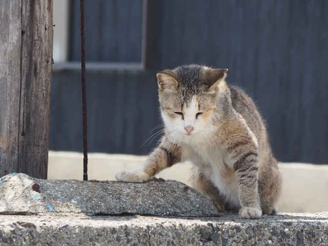 なんで猫は「水が嫌い」なの？！