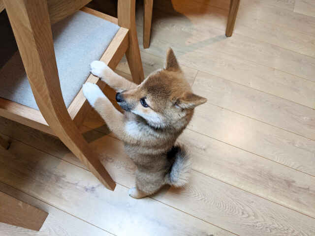 犬が二本足で立つのが危険な理由とは？