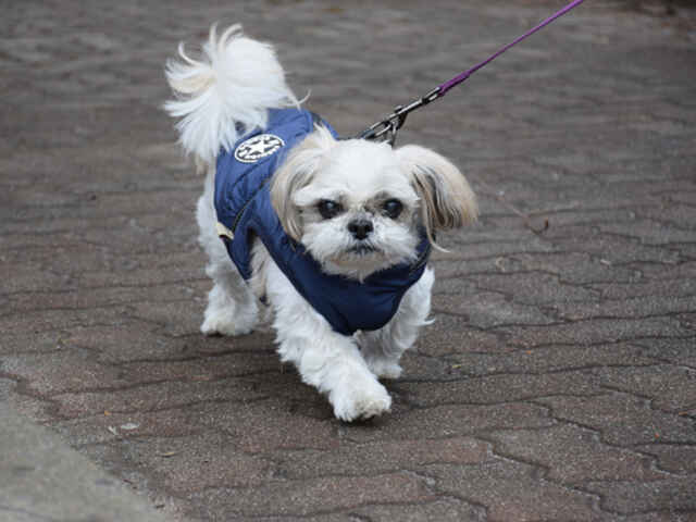 犬にも「花粉症」はある？