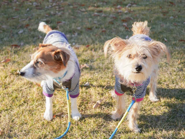 寒さ対策で着せている服も犬にとってはストレス？