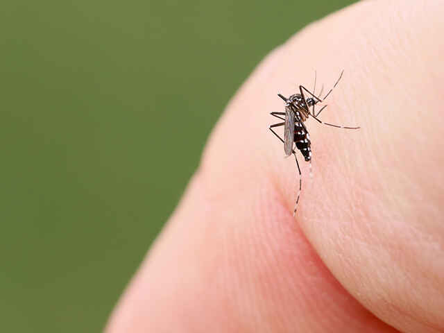 蚊が媒介する「ジカ熱」とは？