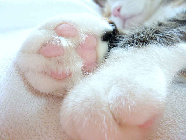 猫の肉球のお手入れ方法
