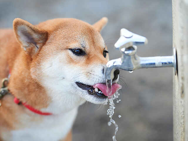 犬の1日に必要な水の量とは？