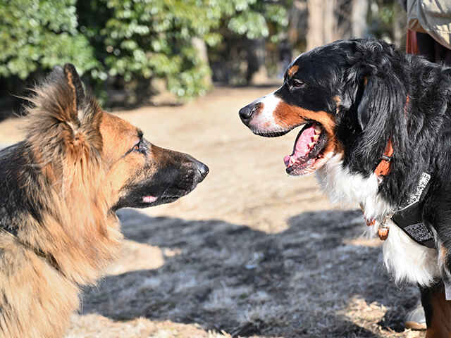 ほかの犬に吠える場合の対応はどうする?